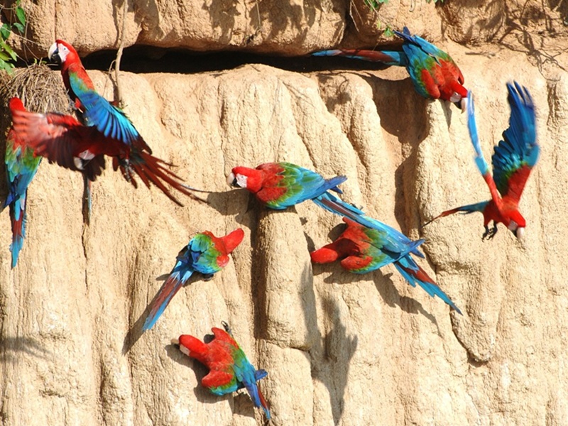 Tambopata Experience: macaws and rainforest near Puerto Maldonado